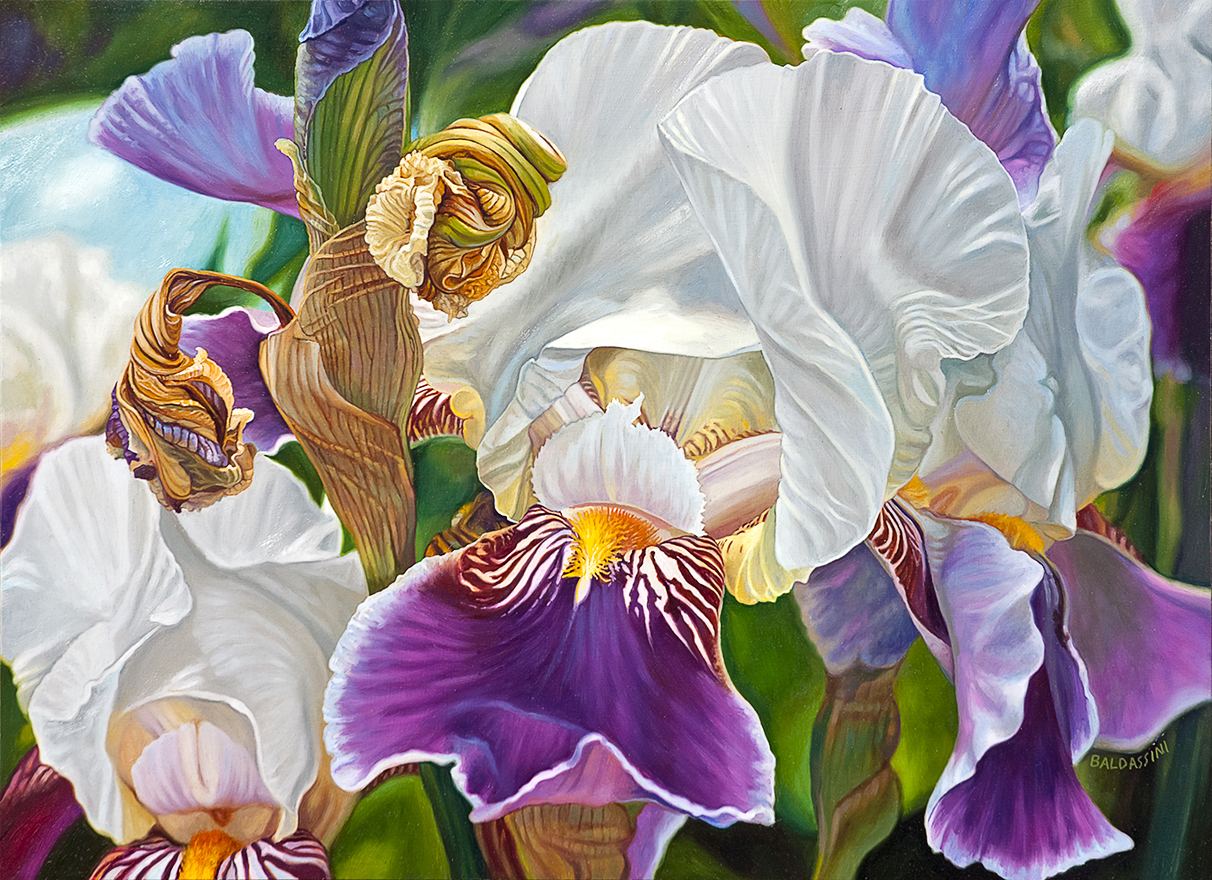 baldassini-floral-flower-garden-oil-painting-iris